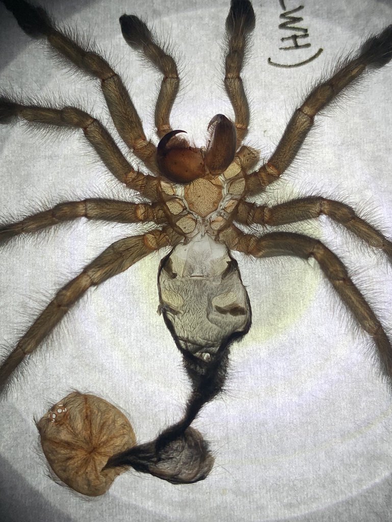 C. versicolor confirmed female