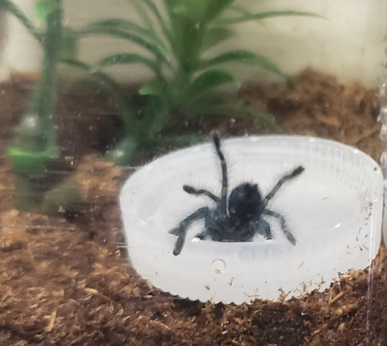 C. versicolor drinking