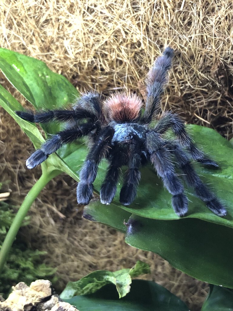 C. versicolor front