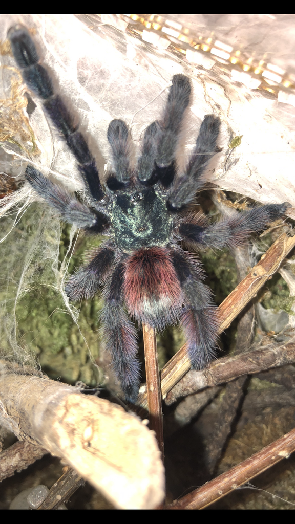 C. versicolor full body