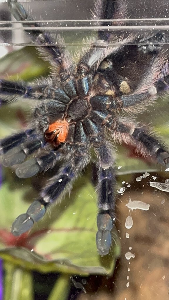 C. Versicolor Juvenile