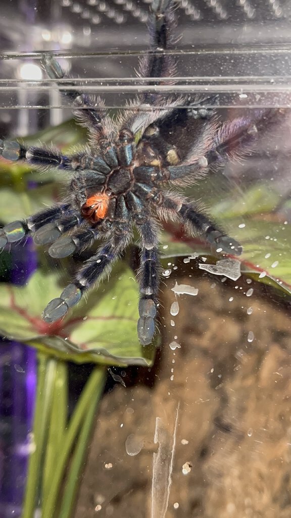 C. Versicolor Juvenile