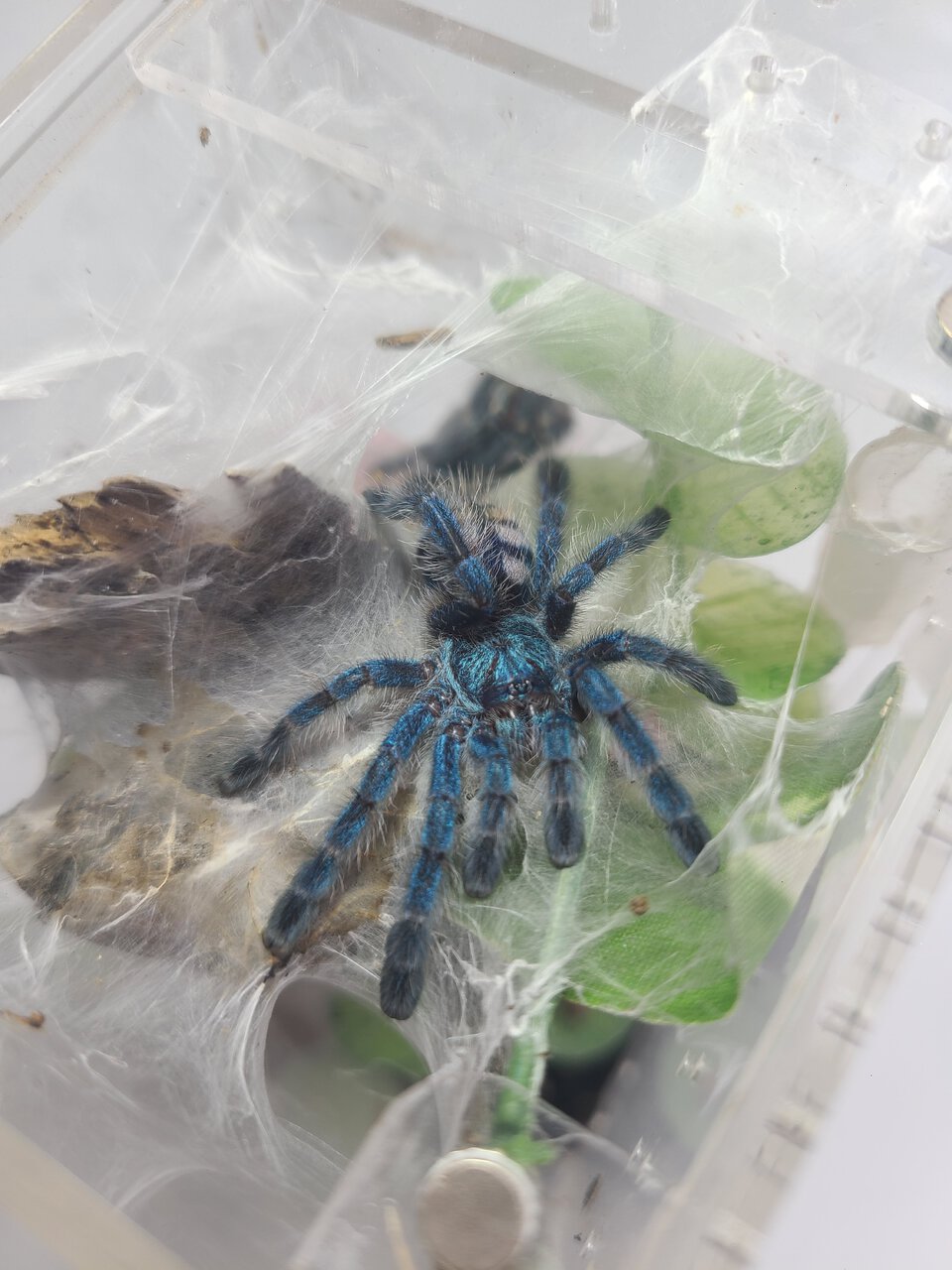 C. Versicolor juvie ~2"DLS