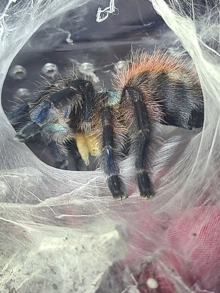 C. Versicolor juvie with worms