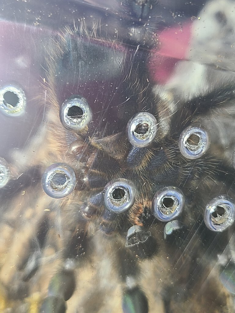 C. Versicolor juvie