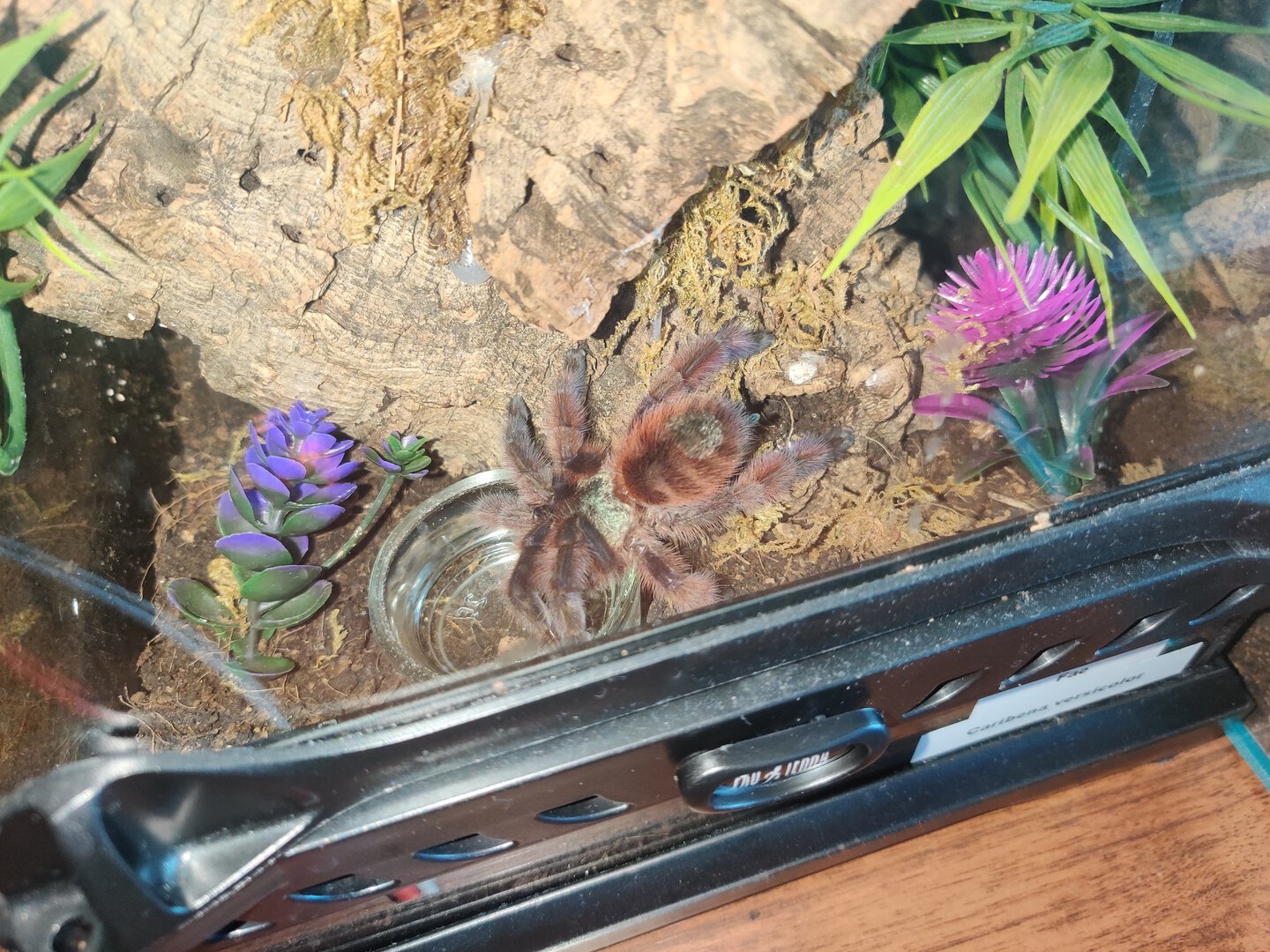 C. versicolor making use of her water dish.