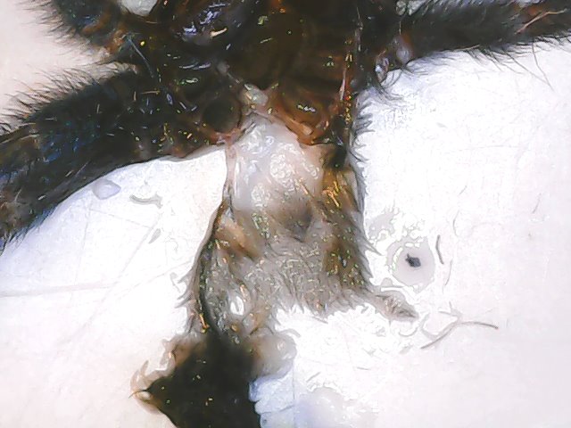 C.versicolor male or female? 2,5 cm body