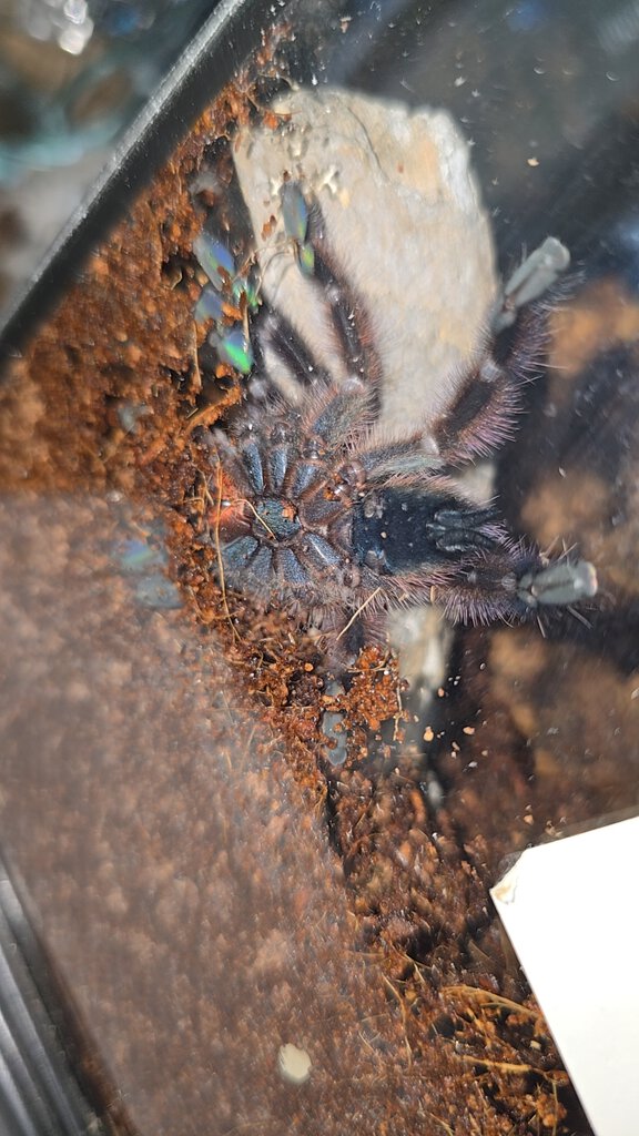 C. Versicolor, male or female?