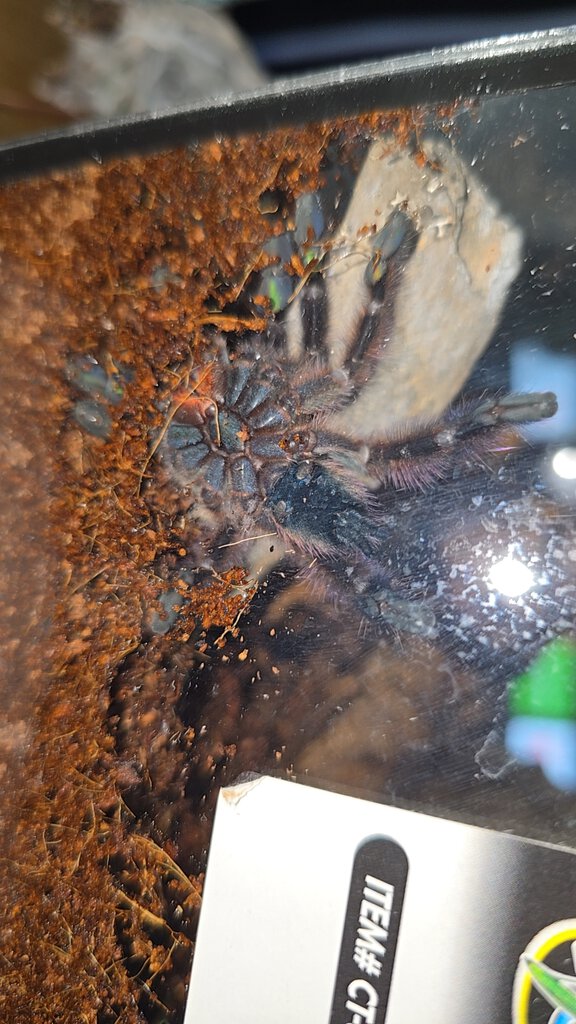 C. Versicolor. Male or female?