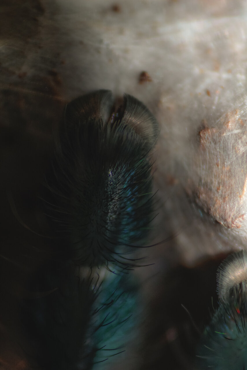 C. Versicolor paw