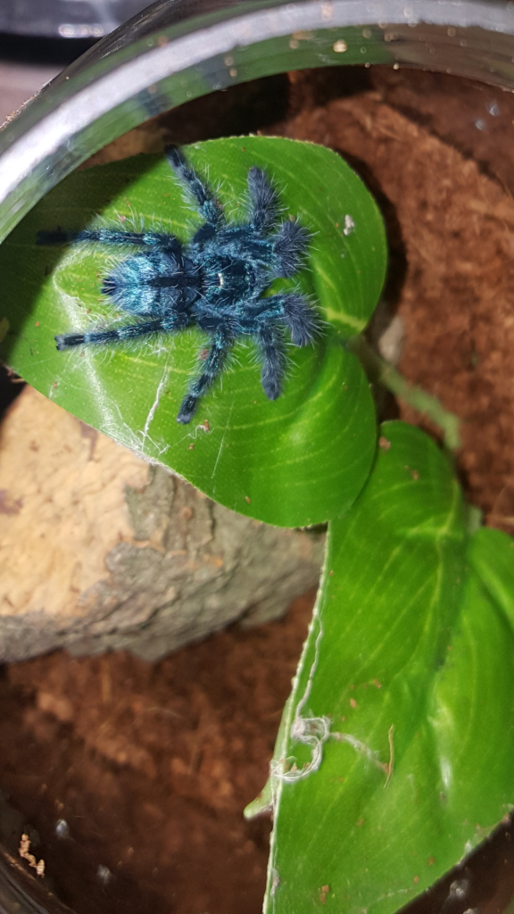 C.Versicolor Post-Molt