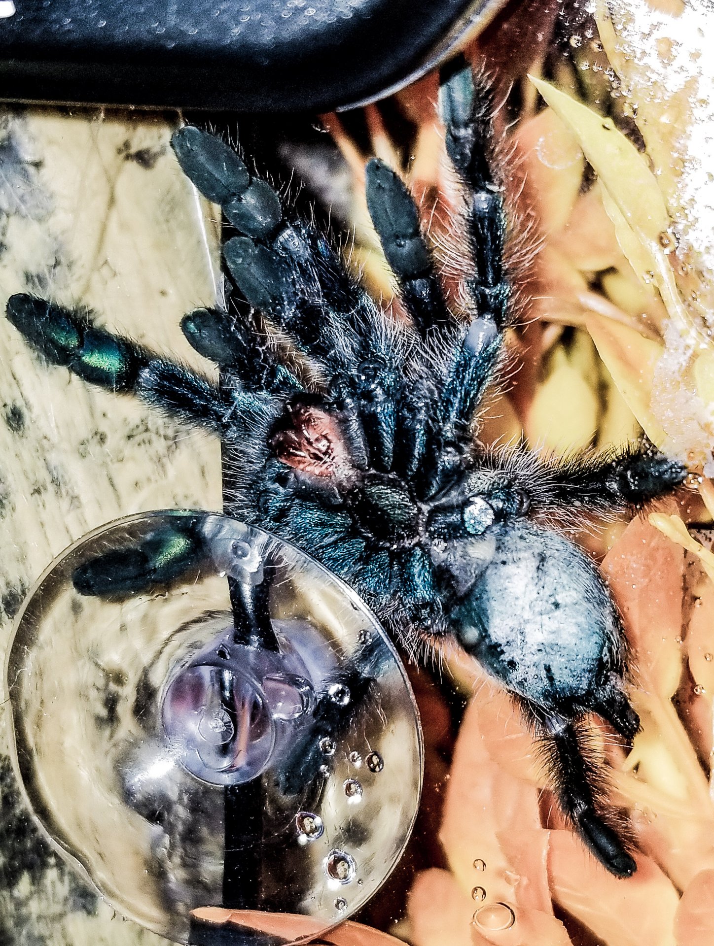 C Versicolor Sexing 3