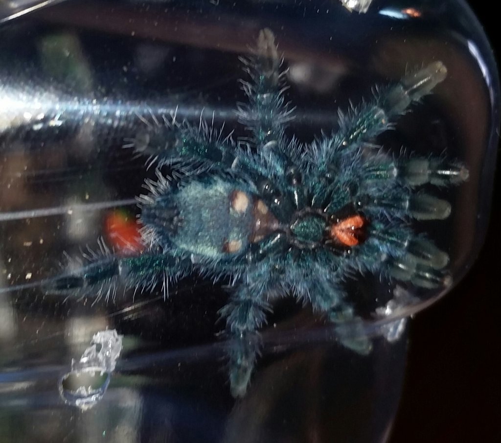 C. Versicolor Sexing Juvenile