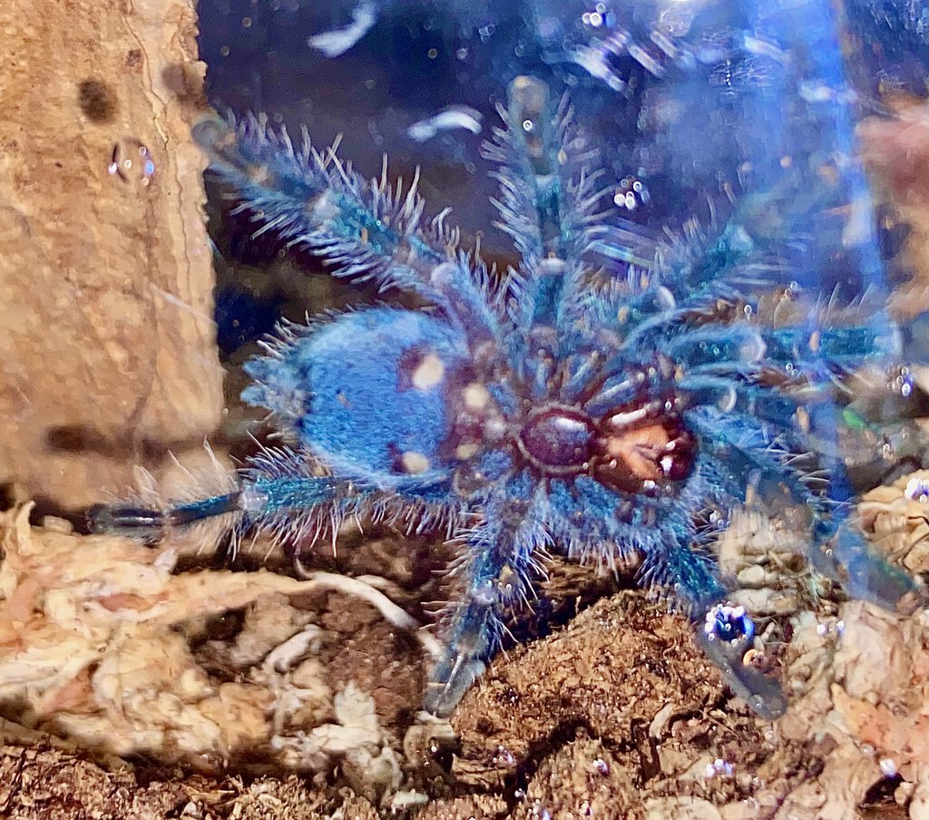 C. Versicolor sling 1.5”