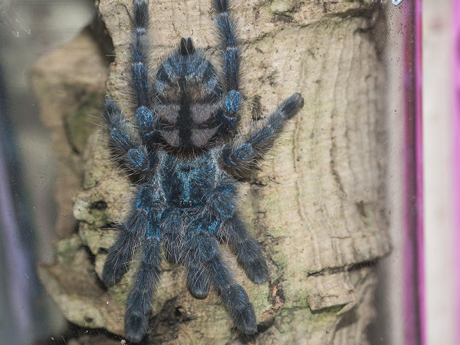 C versicolor sling 1.5"