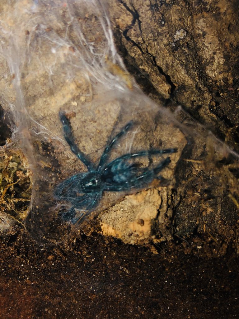 C. versicolor sling