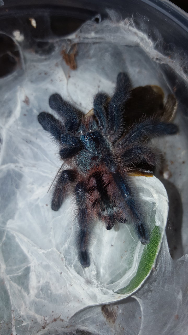 C. versicolor