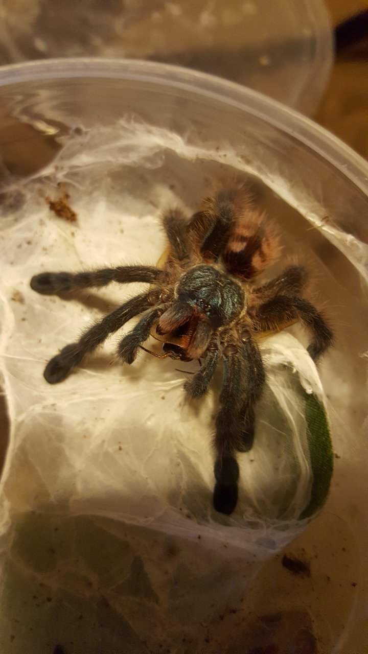 C. versicolor