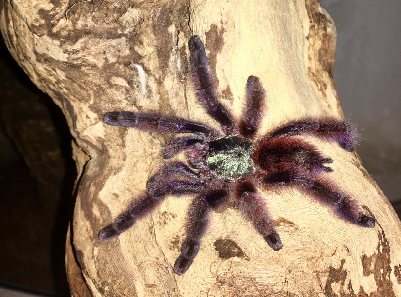 C. versicolor