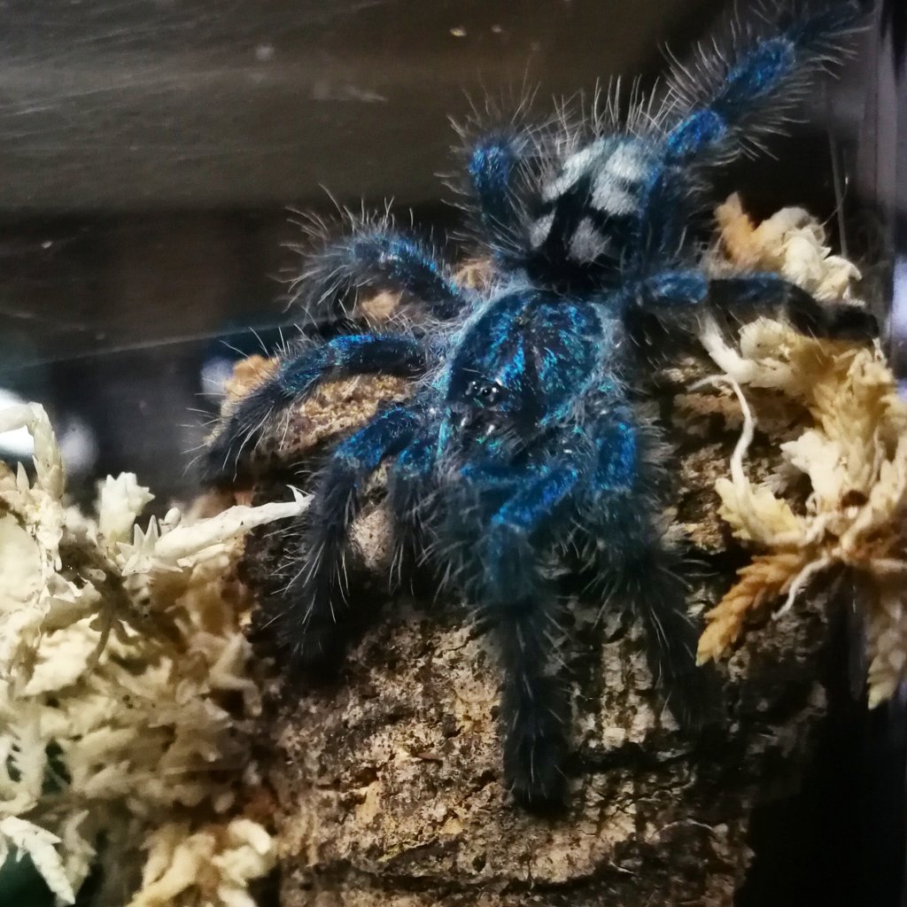 C. versicolor