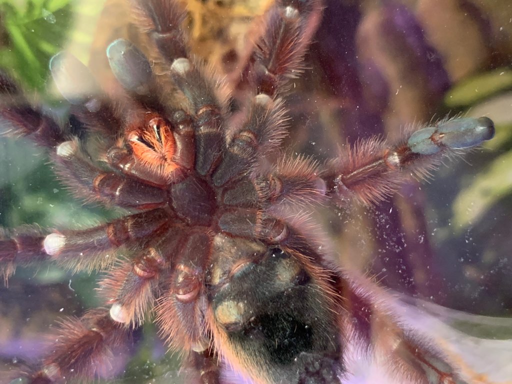 C. Versicolor