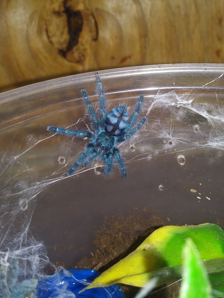 C versicolor