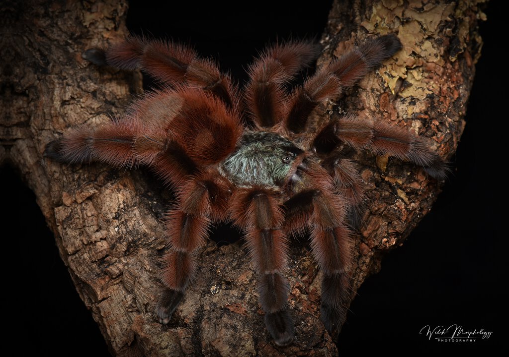 C. versicolor