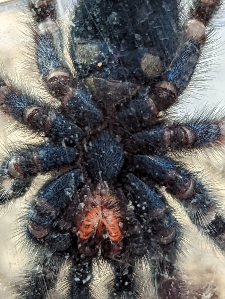 C.versicolor