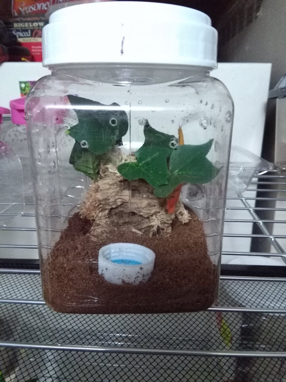 C. Versilcolor enclosure front