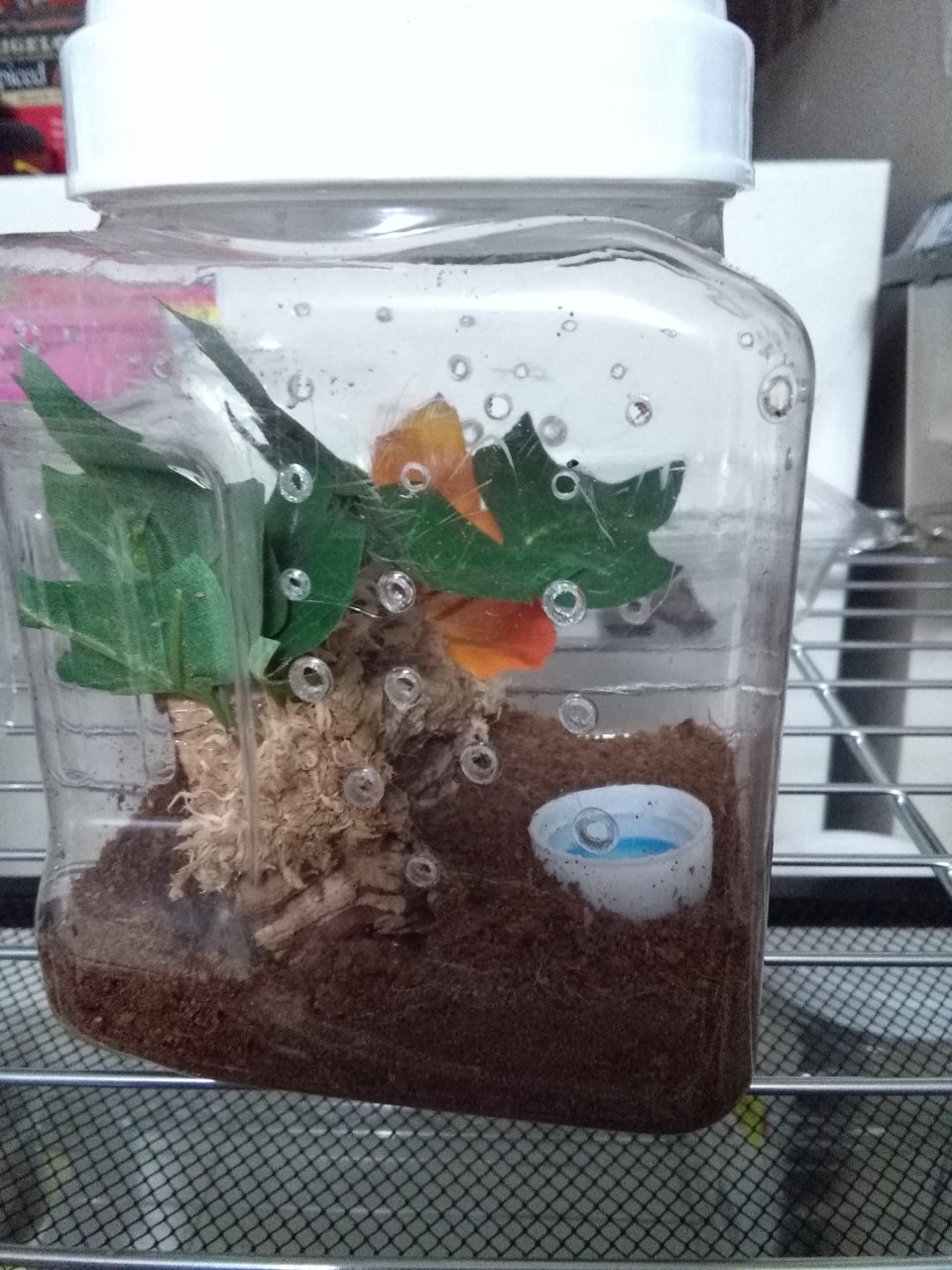C. Versilcolor enclosure side