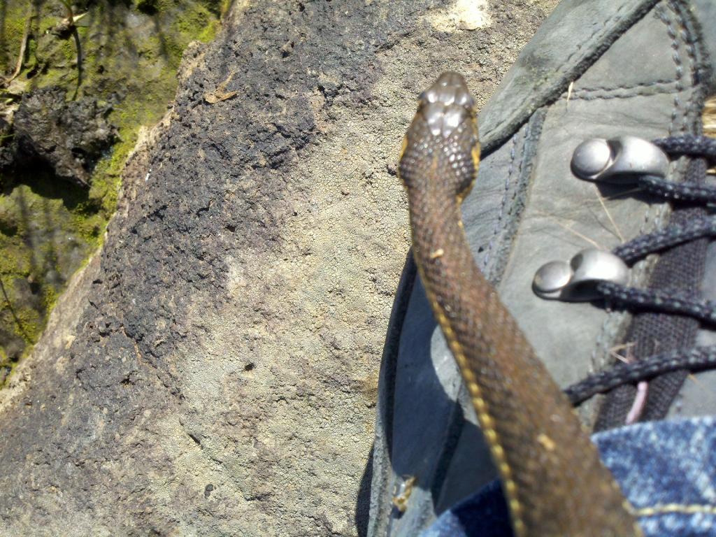 California Garter Snake