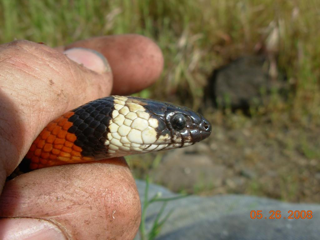 California Mountain Kingsnake (Lampropeltis zonata)