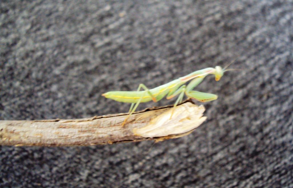 California Praying Mantis