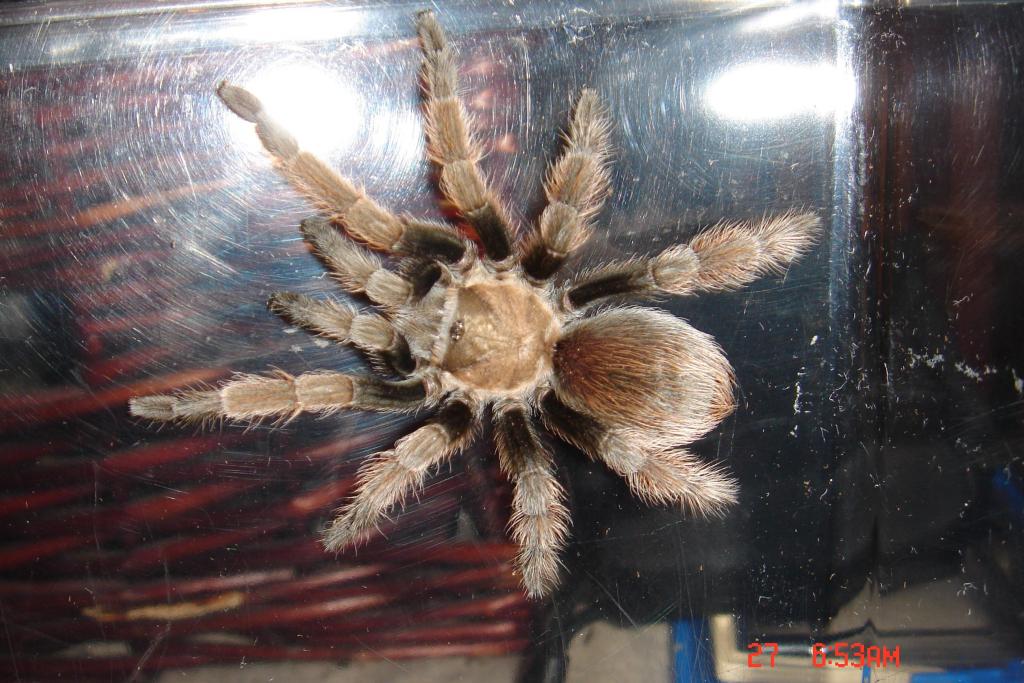 California Tarantula