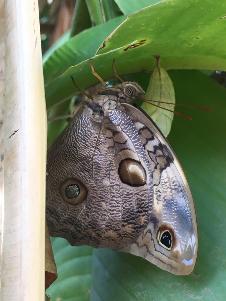 Caligo sp Costa Rica