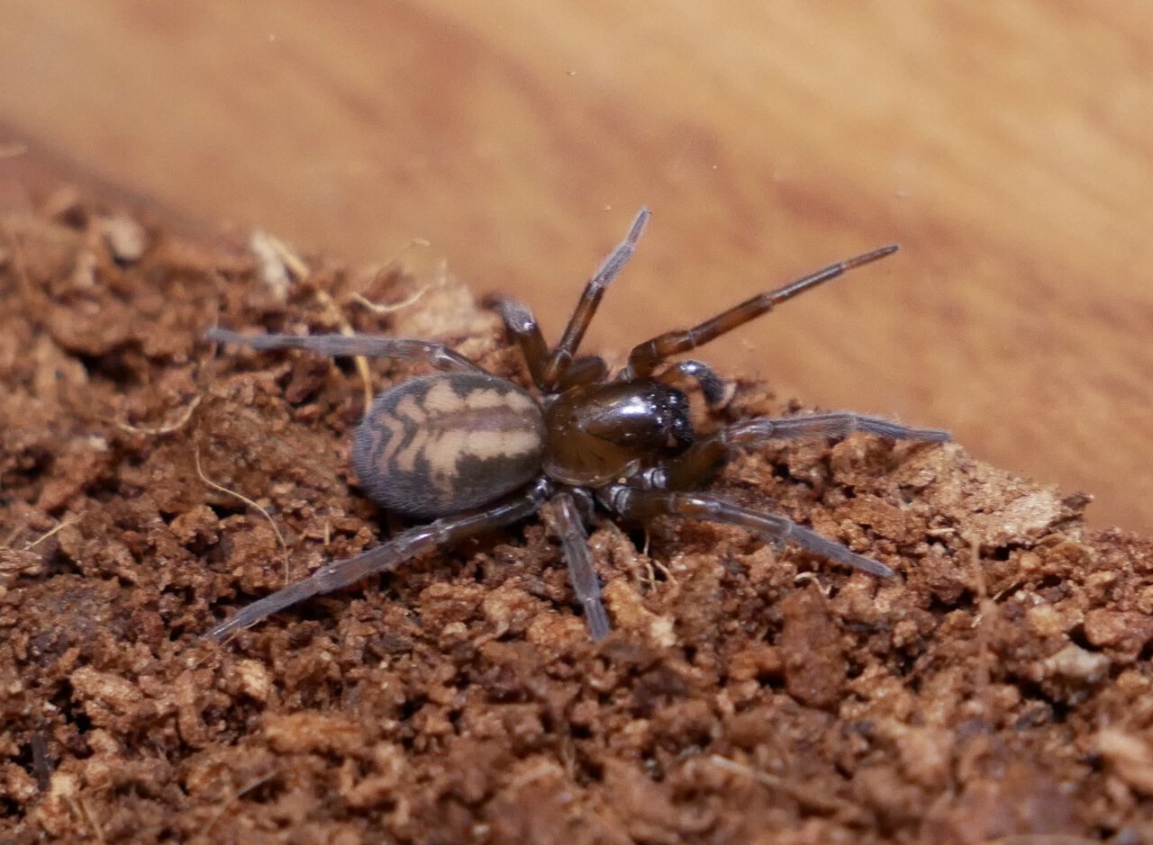 Callobius bennetti