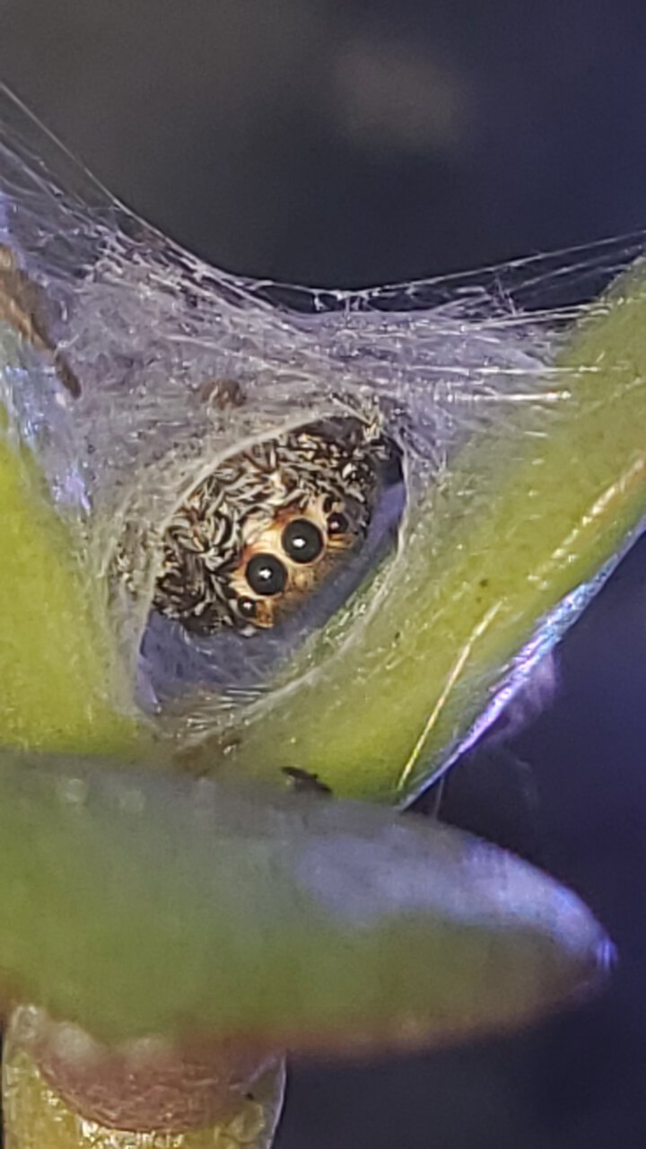 Camo the female jumping spider