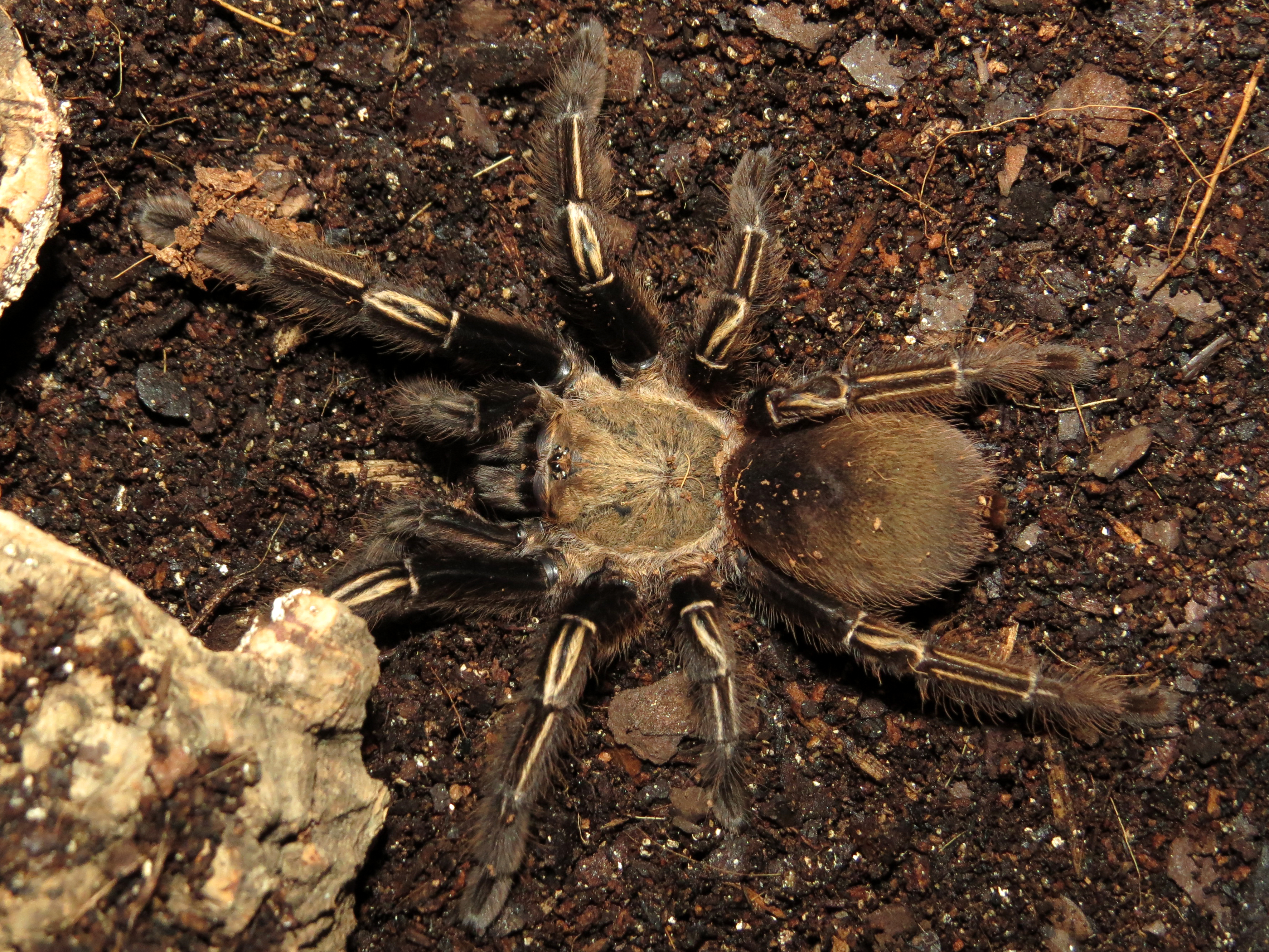 Camouflage (♀ Ephebopus murinus 3")