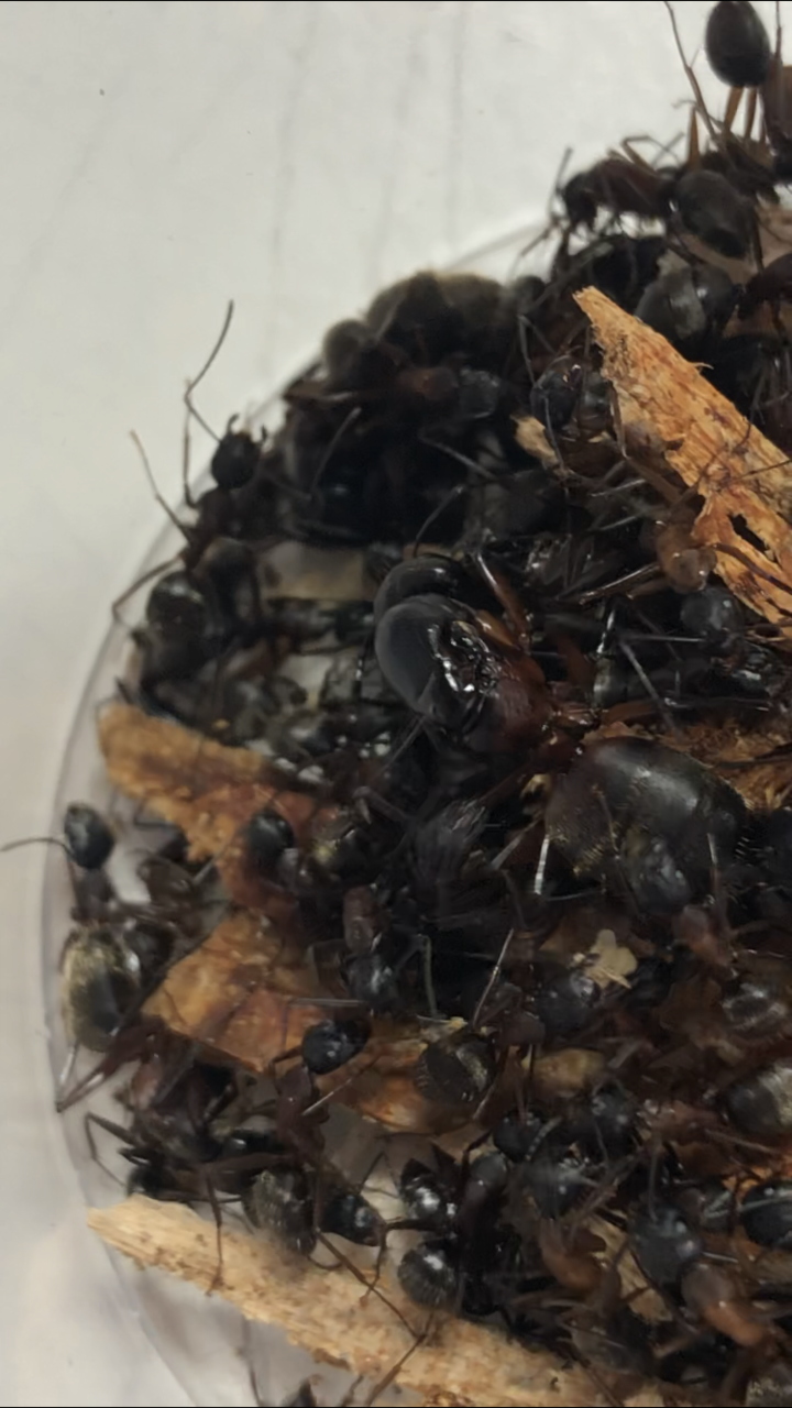 Camponotus chromaiodes queen and workers