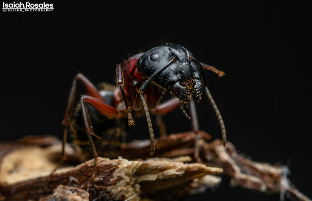 Camponotus noveboracensis