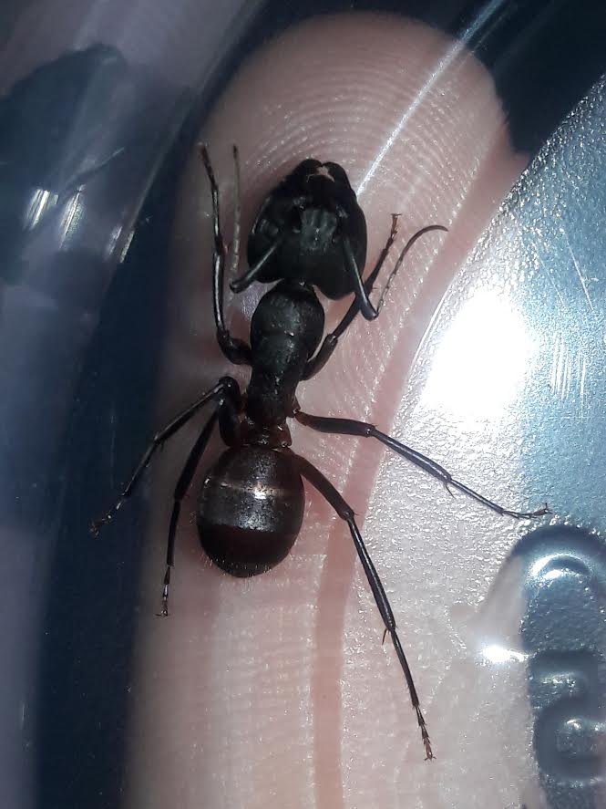 Camponotus species CA02