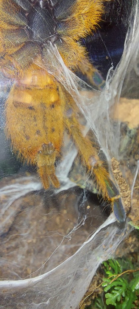Can anybody help me with sexing this obt