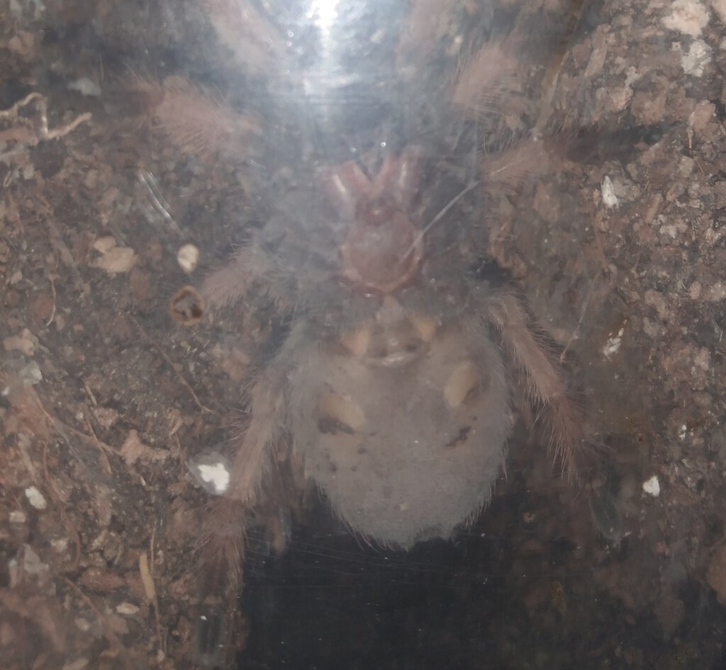 Can anyone help me sex my Brachypelma emilia?