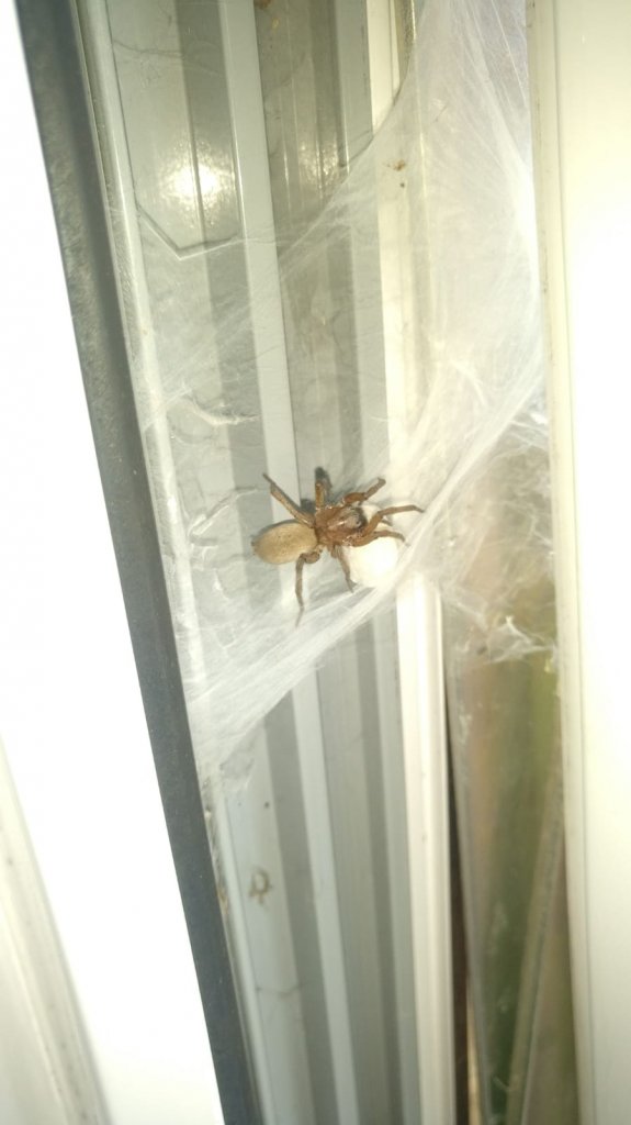 Can anyone tell me what spider this is found in uk and looks like she has an egg sac