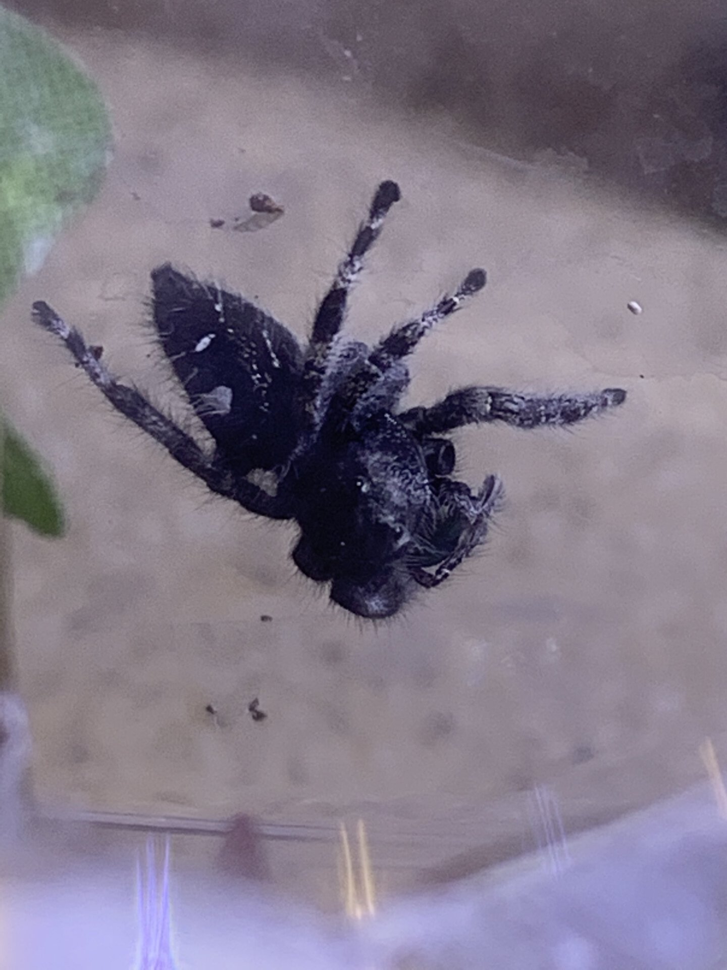 Can someone confirm this is Phidippus Audax or Regius and male or female?