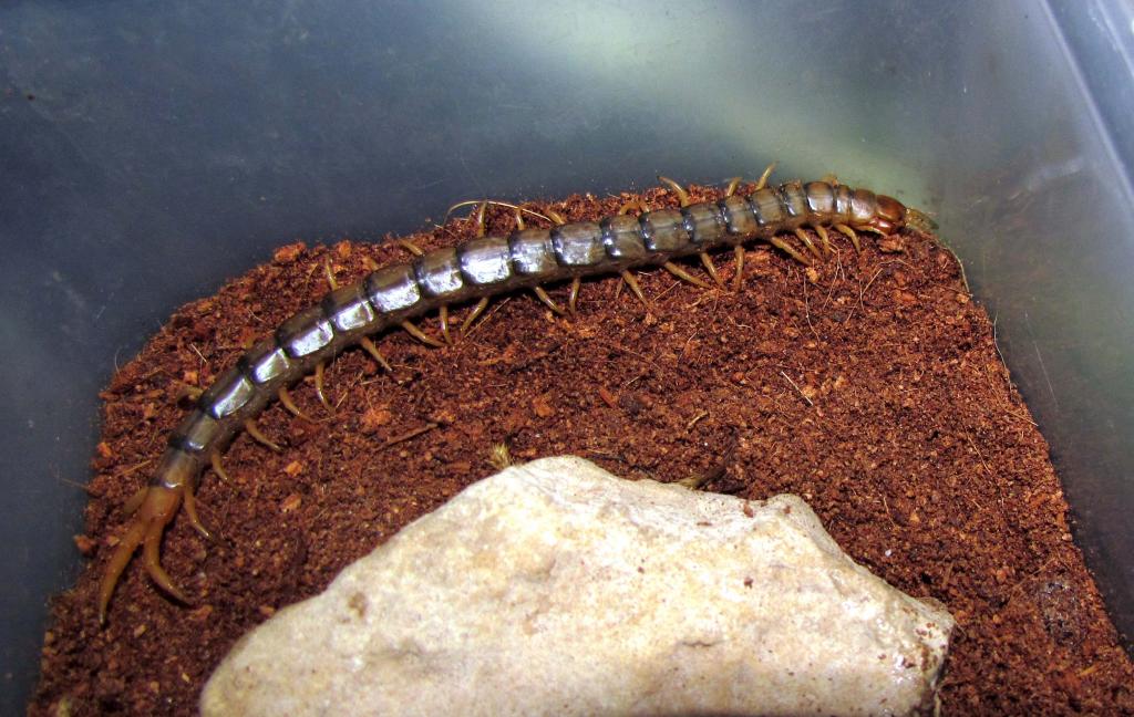 can u identify this centipede for me?