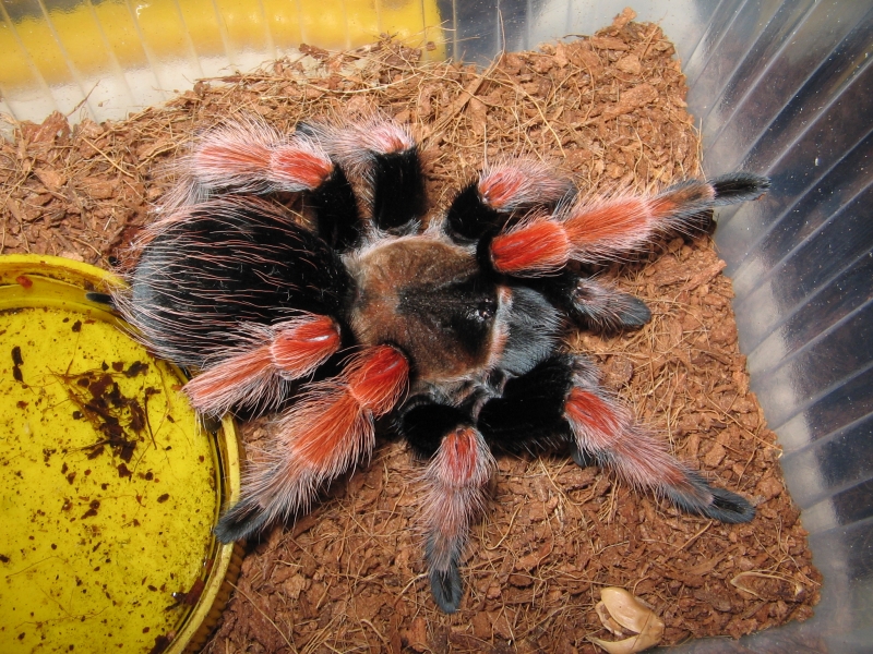 can You tell me is this a b. boehmei