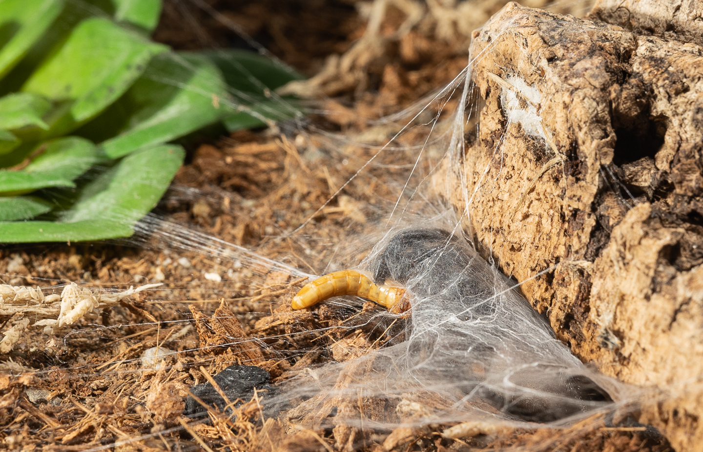 Capturing a mealworm