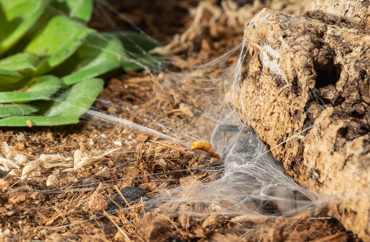 Capturing a mealworm