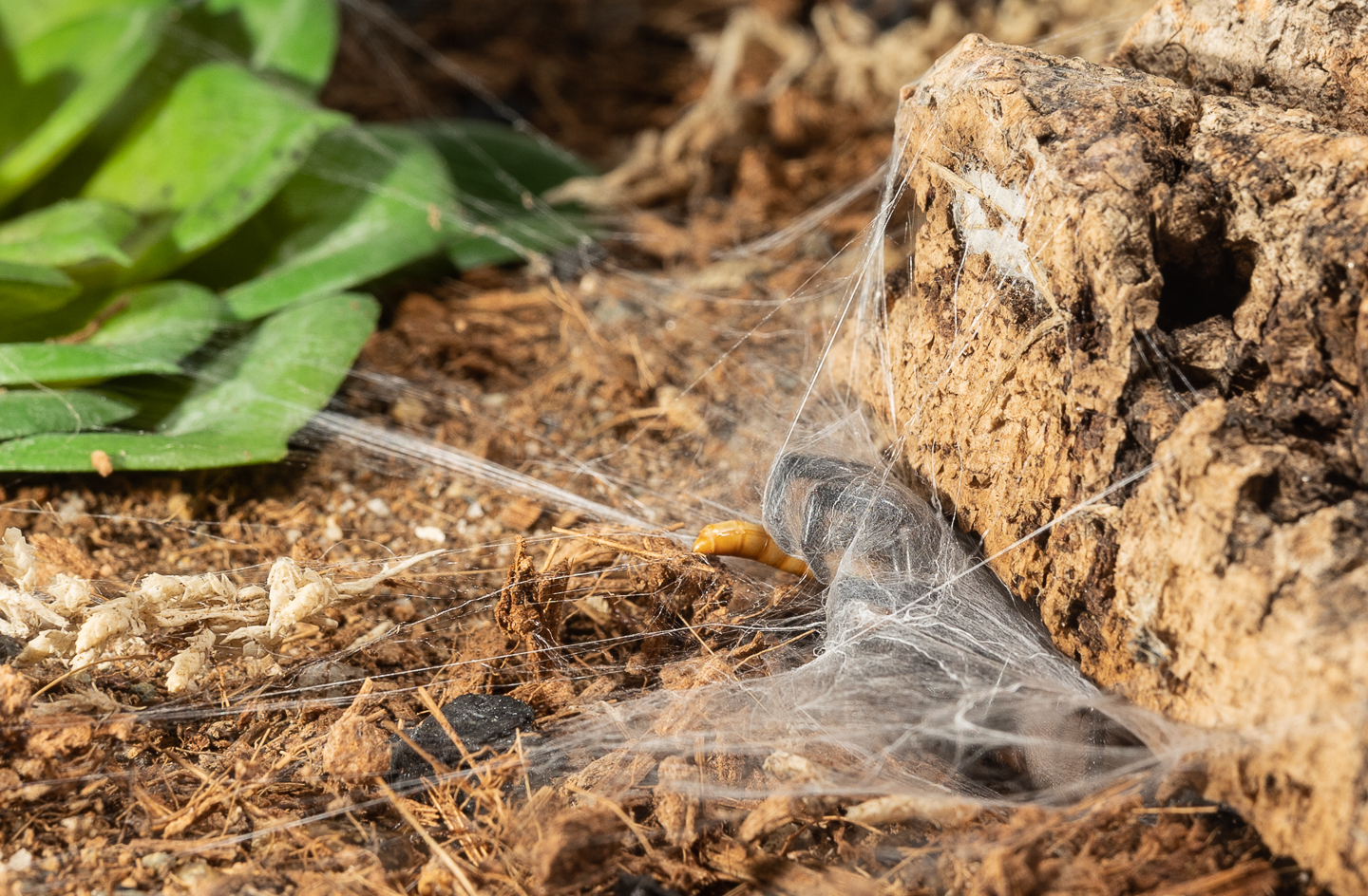 Capturing a mealworm